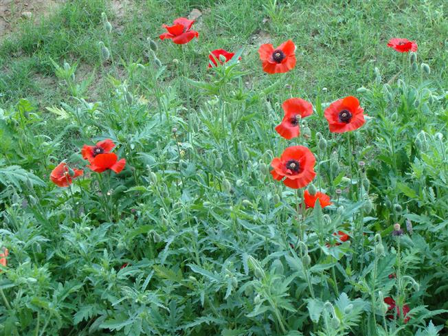Papaver rhoeos